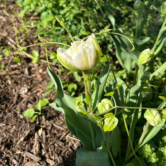 @jamiiez LOW START - $10 below starts! - Picture 5 of 10